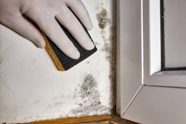 Best Mold Odor Removal Services  in Dauphin, PA
